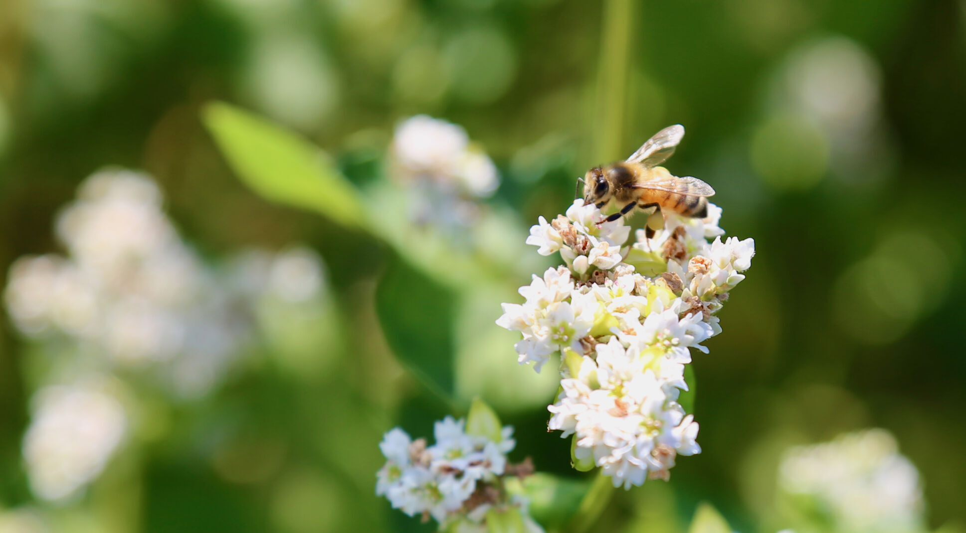 Closeup bee
